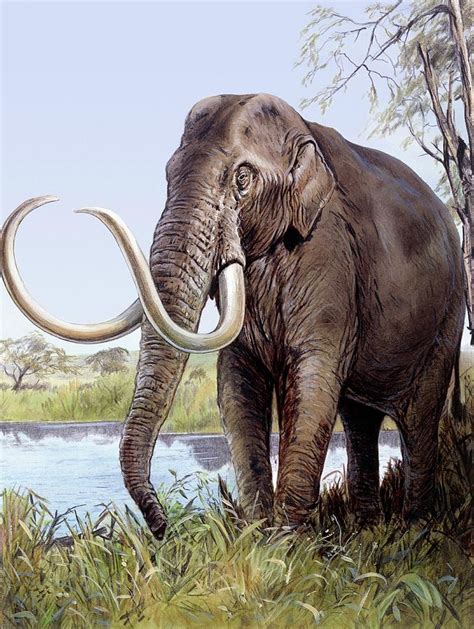 Columbian Mammoth Photograph By Michael Longscience Photo Library Pixels