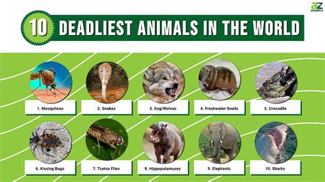 The Top 10 Deadliest Animals In The World Az Animals