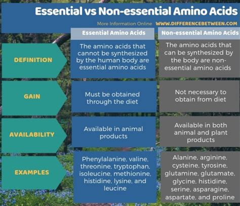 Difference Between Essential And Non Essential Amino Acids Compare