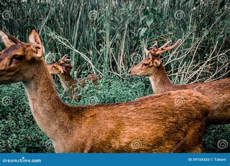 Caro Fauna Selvatica Natura Animale Selvaggio Cervo Bello