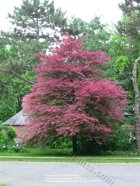 Photo Of The Entire Plant Of Tri Colored European Beech Fagus