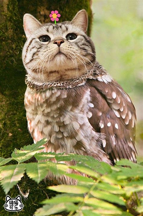 Cat And Owl Combine To Form The Adorably Bizarre Meowl Cats Owl
