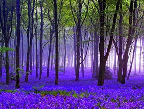 Carpet Forest Purple Flowers Trees Mist Hd Wallpaper Peakpx