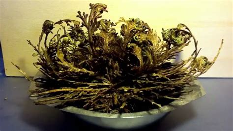 Therefore, a christian home who has the resurrection plant the rose of jericho will be blessed. Die Rose von Jericho - YouTube