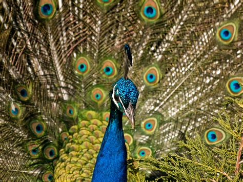 Indian Peacock Indian Peacock Showing Its Feathers At Whi Flickr