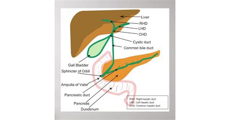 Diagram Of The Human Biliary System Bile Duct Poster Nz