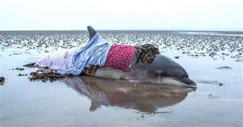 Stranded Dolphin Was So Sunburned By The Time Rescuers Found Her The Dodo