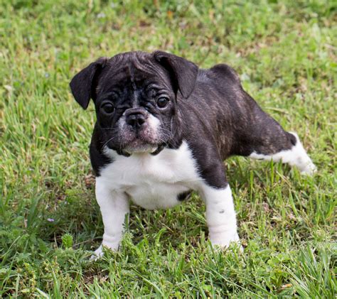 The french bulldog is a small sized domestic breed that was an outcome of crossing the ancestors of bulldog brought over from england with the local ratters of france. French Bulldog Puppies - Pet Adoption and Sales