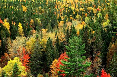 Acadian Forest New Brunswick Canada 2008 Trees Changing Flickr