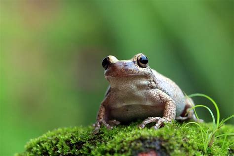 12 Interesting Tree Frog Facts With Pictures Hepper