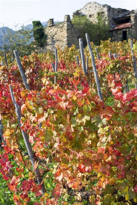 Red Vine Autumn Leaves Stock Photo Image Of Italy Country 61421528