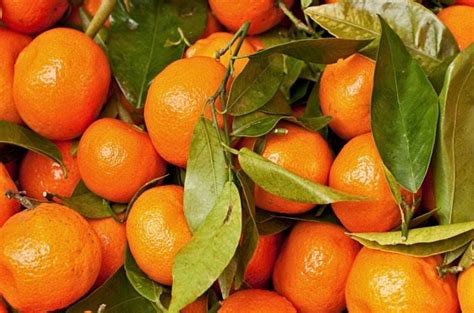Top 10 Dwarf Fruit Trees For Small Spaces Birds And Blooms