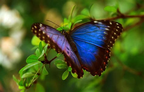 Curiosidades Y Características De La Mariposa Morfo Azul Sooluciona