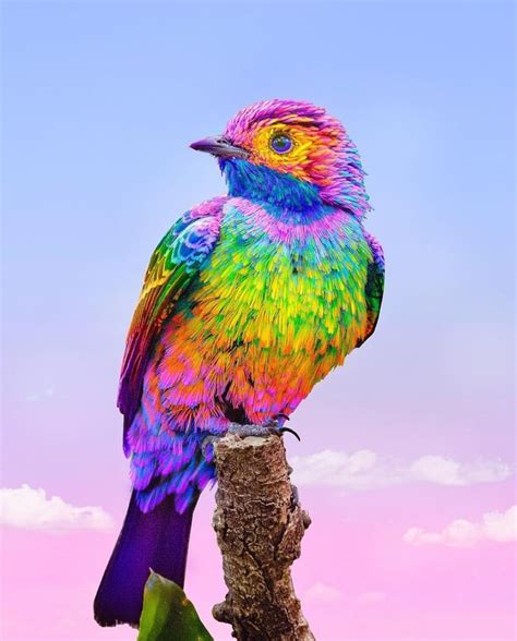 Pin By Nam Hughes On Rainbow Animals Beautiful Beautiful Birds