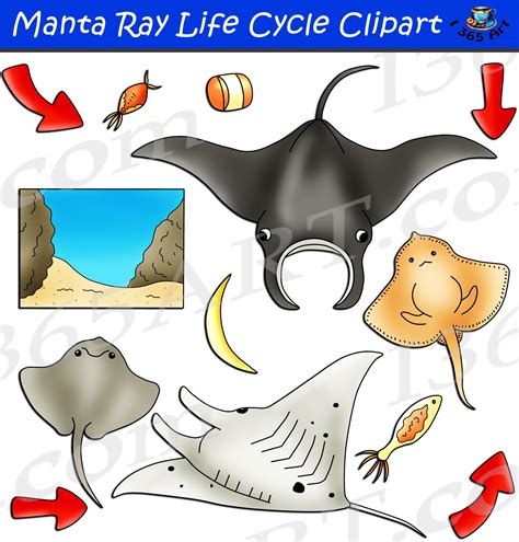 Manta Ray Life Cycle Clipart Set Download Life Cycles Clip Art Cycle