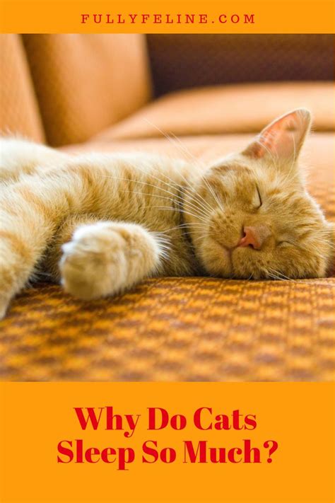 Catnaps Why Do Cats Sleep So Much Fully Feline Cat Sleeping Cat