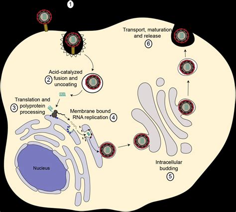 The Flaviviridae Life Cycle The Viruses Attach To Receptors On The