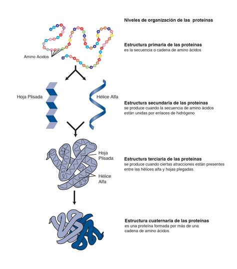 Generalidades Y Química De Las Proteínas