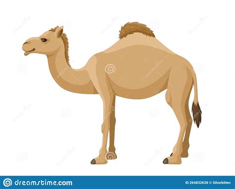 Camel Dromedary On A White Background Vector Cartoon Illustration