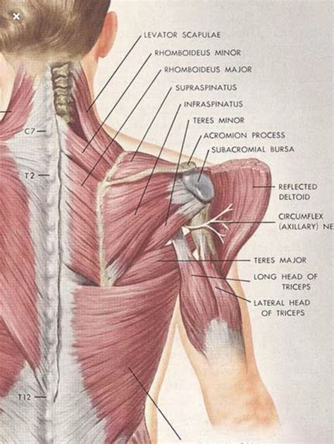 Pin By Ravensfan24 On Frozen Shoulderupper Back Pain Human Muscle