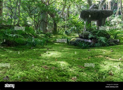 Traditional Japanese Moss Garden With Maple Trees And Stone Lanterns At