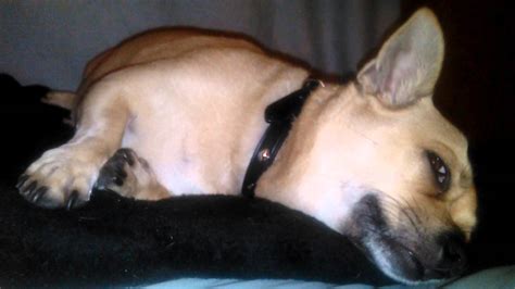 Why Your Dog May Be Twitching In Their Sleep Theecobaby