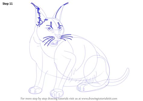 Step By Step How To Draw A Caracal