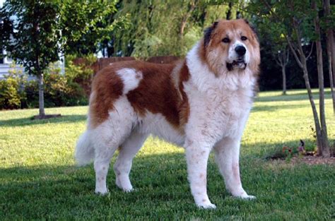 Caucasian Shepherd Dog Breed Information And Pictures Petguide Petguide