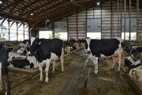 A Trip To An Iowa Dairy Farm Trip Dairy Farms Iowa
