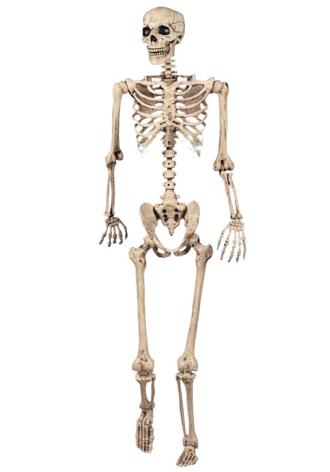 Full Skeleton Model Transparent Png Stickpng