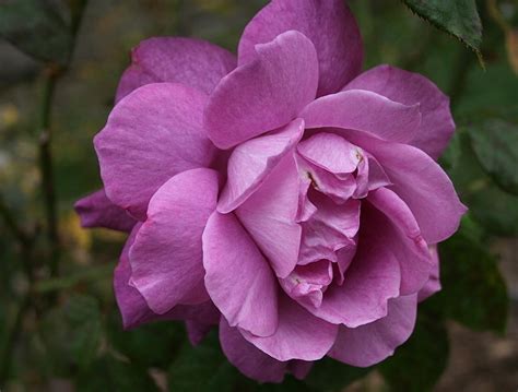 Plantfiles Pictures Floribunda Rose Intrigue Rosa By Jkom51