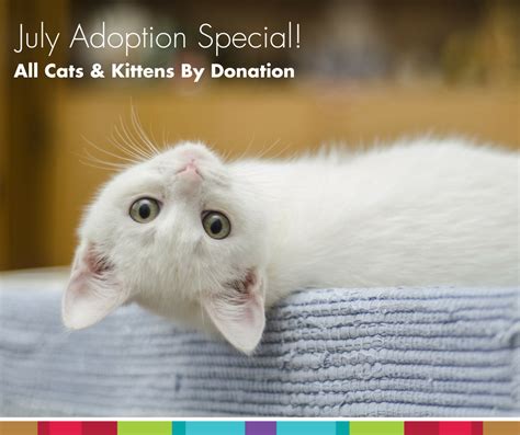 Adoption Kitten - The O Guide