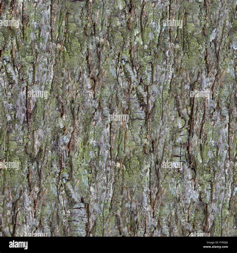Pine Tree Bark Seamless Texture Stock Photo Alamy