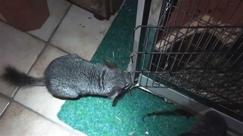 wtf is my chinchilla doing youtube