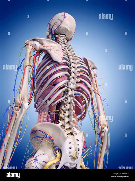 Medically Accurate Illustration Of The Human Anatomy Stock Photo Alamy