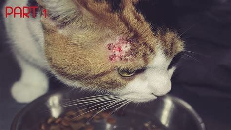 Hot Spot Infection In Cats Cat Meme Stock Pictures And Photos