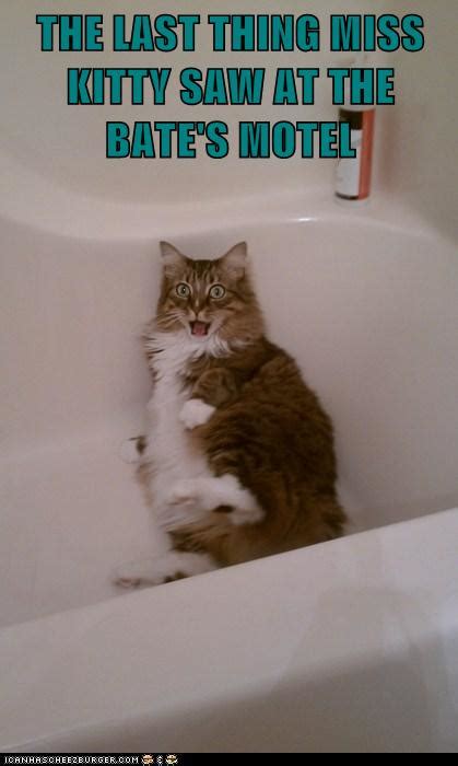 Lolcats Murder Lol At Funny Cat Memes Funny Cat