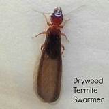 Photos of Drywood Termite Swarmer