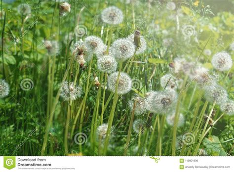 Dandelion On A Green Meadow Stock Photo Image Of Garden Growth