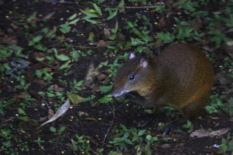 Central American Agouti From Puntarenas Province Monteverde Costa
