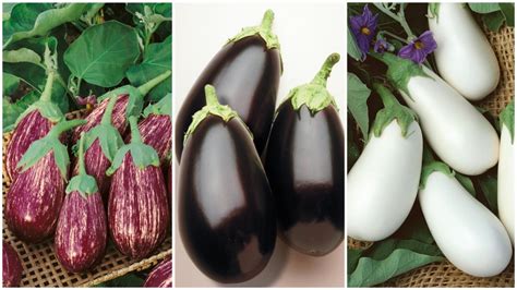 10 Eggplant Varieties Fresh For 2019 Growing Produce