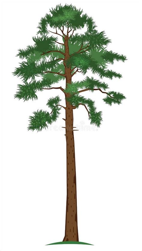 Pine Tree Stock Illustrations 318416 Pine Tree Stock Illustrations