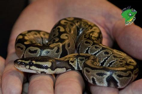 Generally stay small, less than 36 inches. Small Pet Snakes For Sale | Baby Snakes For Sale