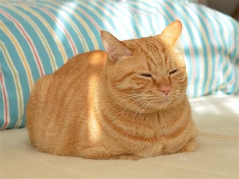 Loaf Kitteh Fatcat Orange Tabby Cats Tabby Cat Pretty Cats