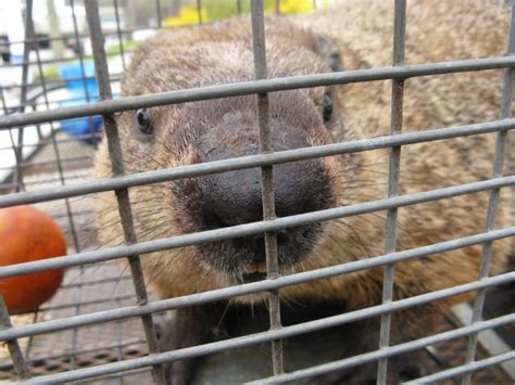 Beaver Removal And Muskrat Control Pest Control In Nj Balance Of Nature