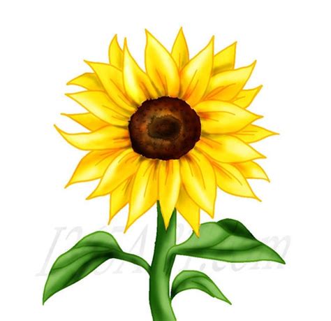 Buy 3 Get 1 Free Beautiful Sunflower Clipart Sunflower Clip Art