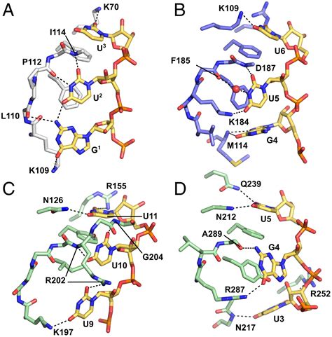 Kinked β Strands Mediate High Affinity Recognition Of Mrna Targets By