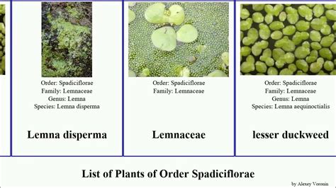 List Of Plants Of Order Spadiciflorae Duckweed Little Least Common Fat