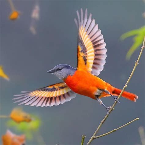 Orange Bird Species Pretty Birds Beautiful Birds Animals Beautiful