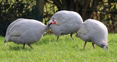 Guinea Fowl Colours For Adults And Keets Cluckin